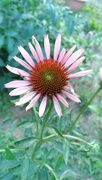 13th Jul 2023 - Cone Flower Blooming