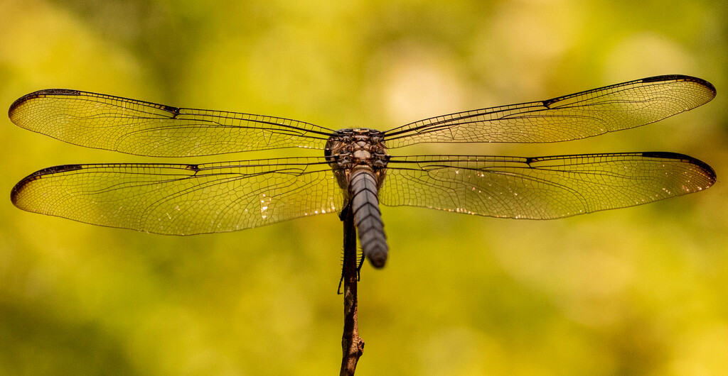 Dragonfly From the Backside! by rickster549