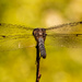 Dragonfly From the Backside! by rickster549