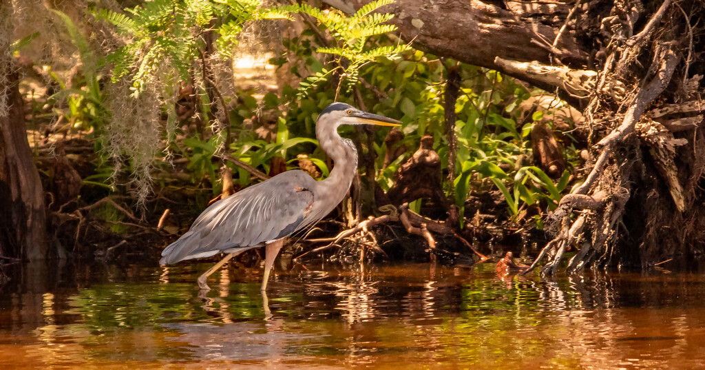 Blue Heron Searching the Waters! by rickster549