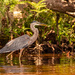 Blue Heron Searching the Waters! by rickster549