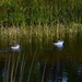  Four Ducks Playing.. Follow The Leader ~ by happysnaps
