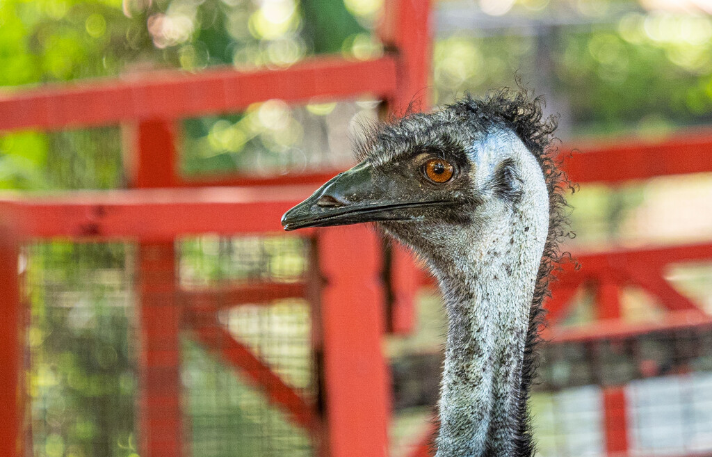 Emu by ianjb21