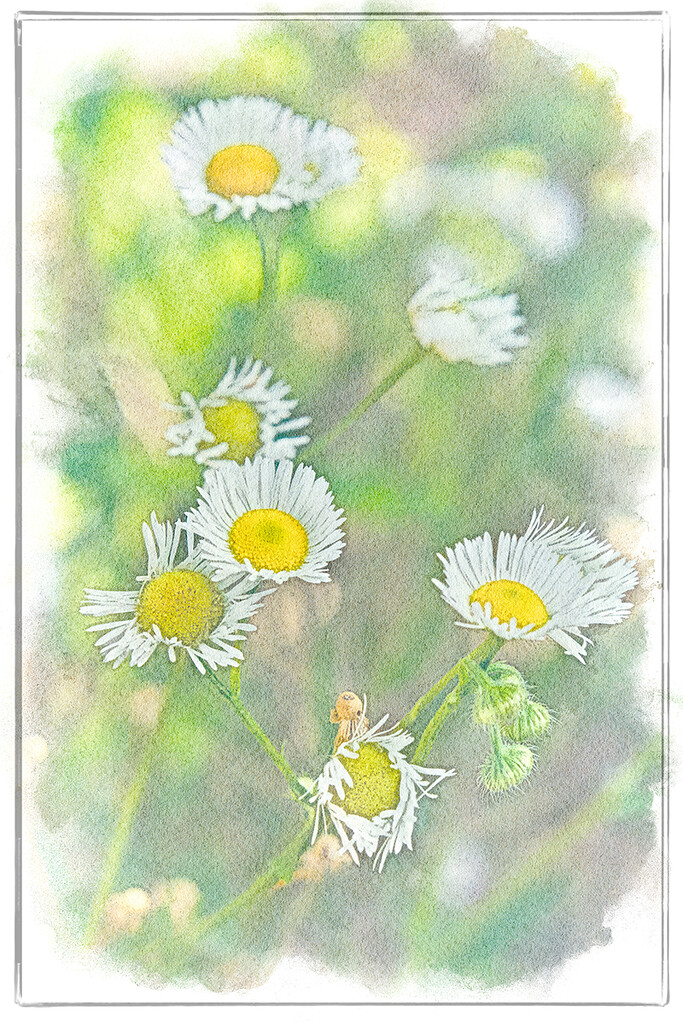 Wild White Daisies by gardencat