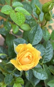 10th Jul 2023 - Raindrops on Roses.....