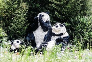 15th Jul 2023 - The three pandas