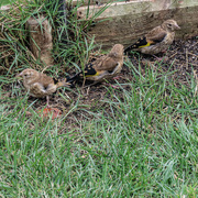 13th Jul 2023 - Trio of baby goldfinches