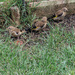 Trio of baby goldfinches by mumswaby