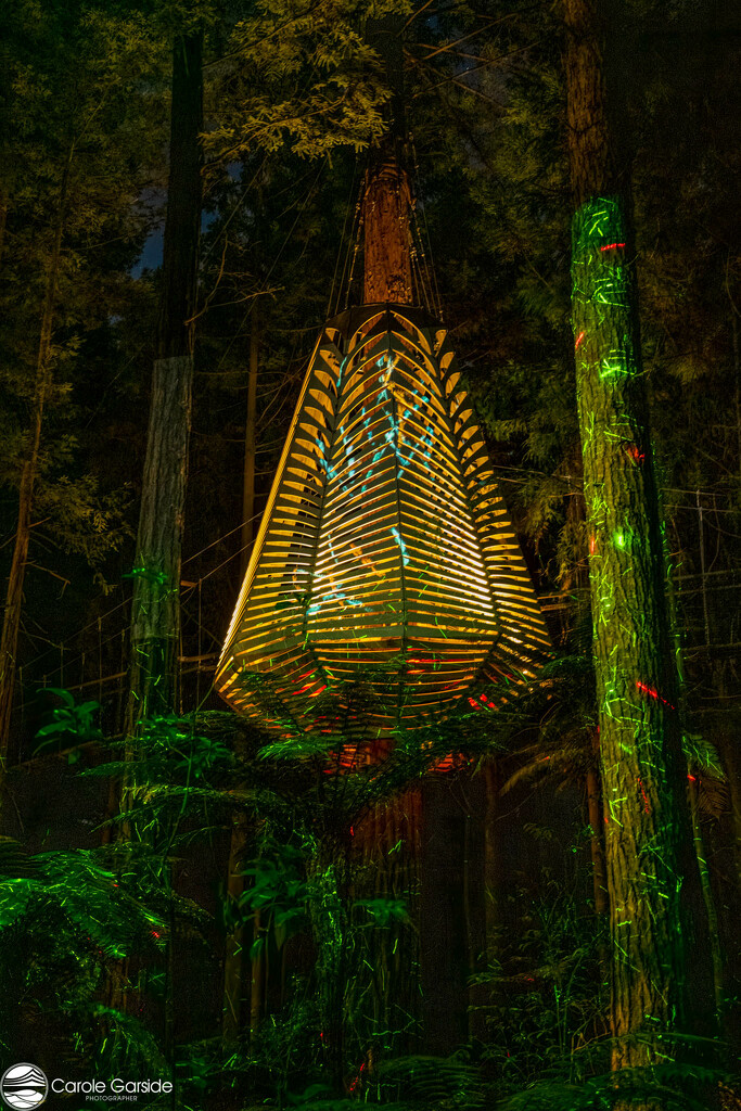 Lighting Up the Redwoods by yorkshirekiwi
