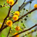 Acacia Flower by nannasgotitgoingon