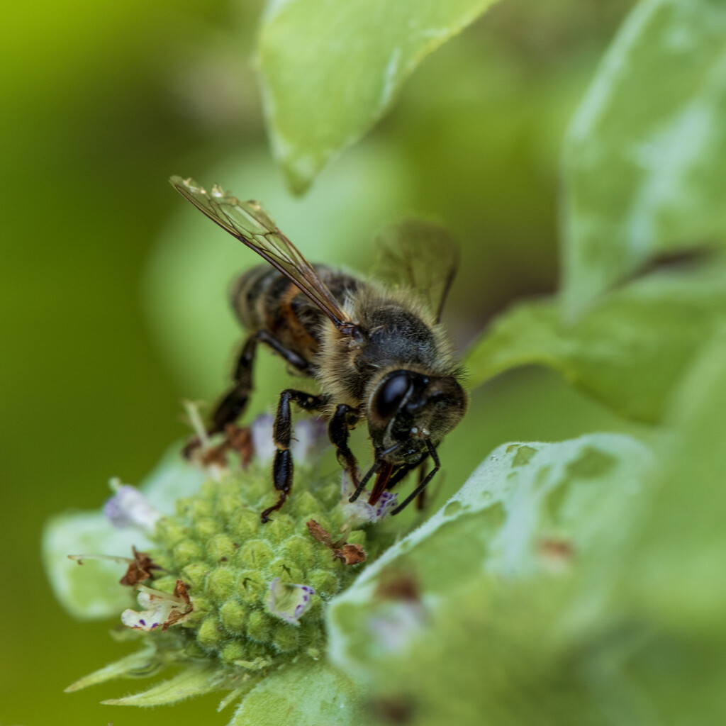 Asian Honey Bee by kvphoto