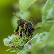 14th Jul 2023 - Asian Honey Bee