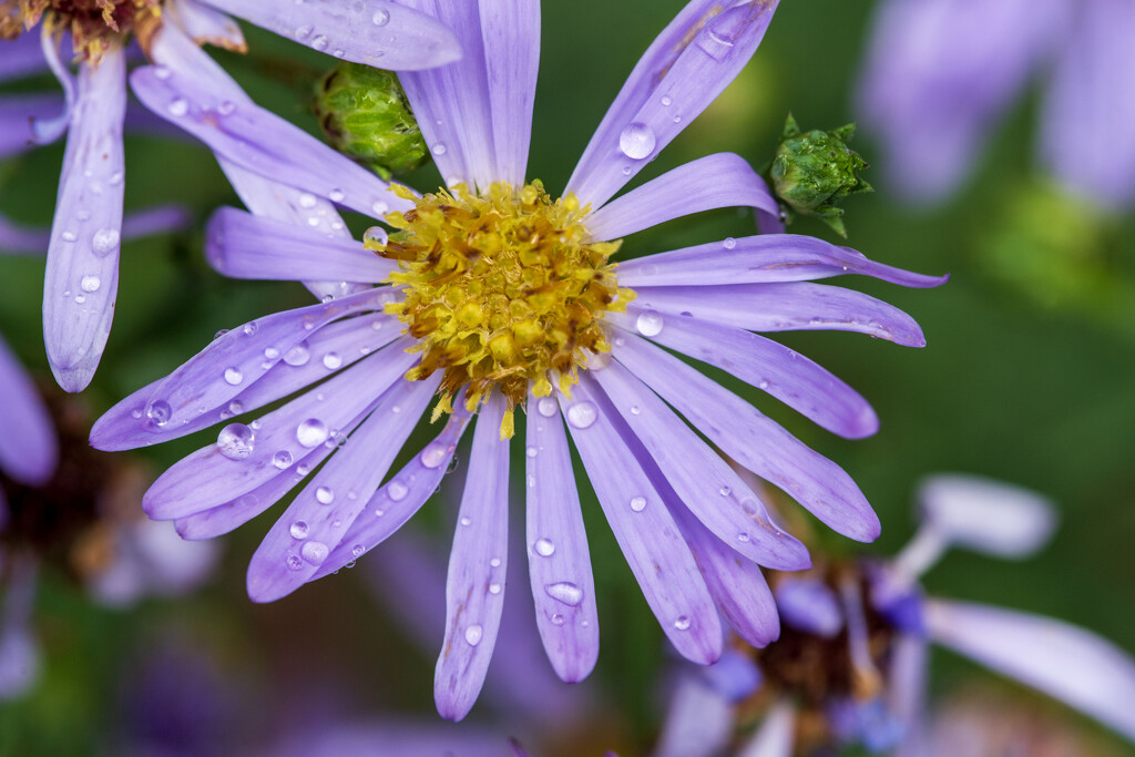 Aster by kvphoto