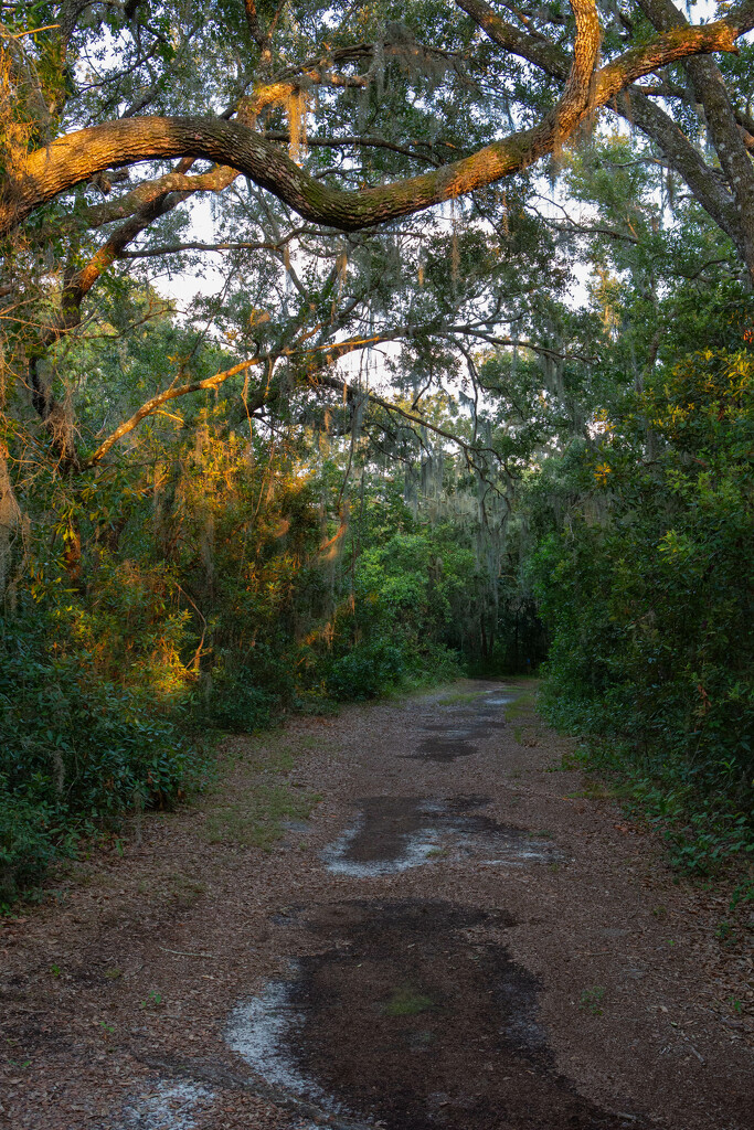 Hidden driveway by frodob