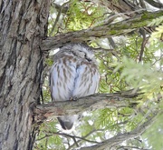 25th Feb 2019 - Northern Saw-whet Owl