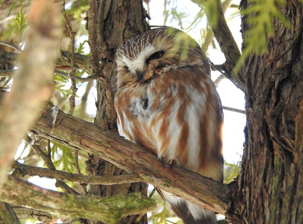 Northern Saw-whet Owl by sunnygreenwood