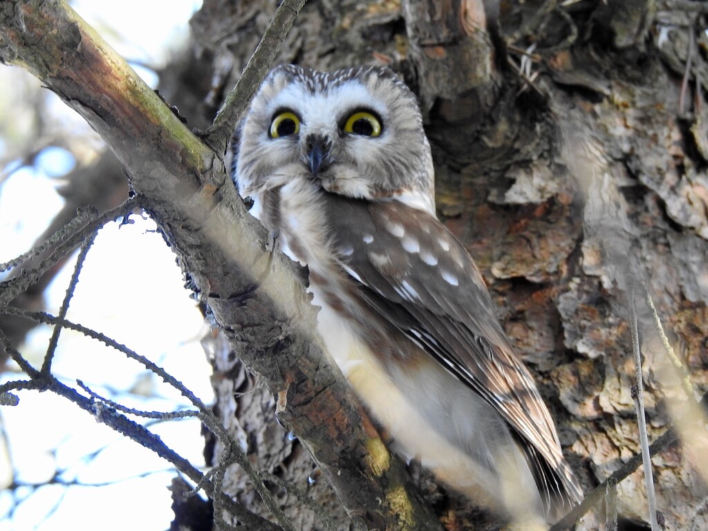 Northern Saw-whet Owl by sunnygreenwood