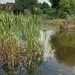 Bullrushes by 365projectorgjoworboys