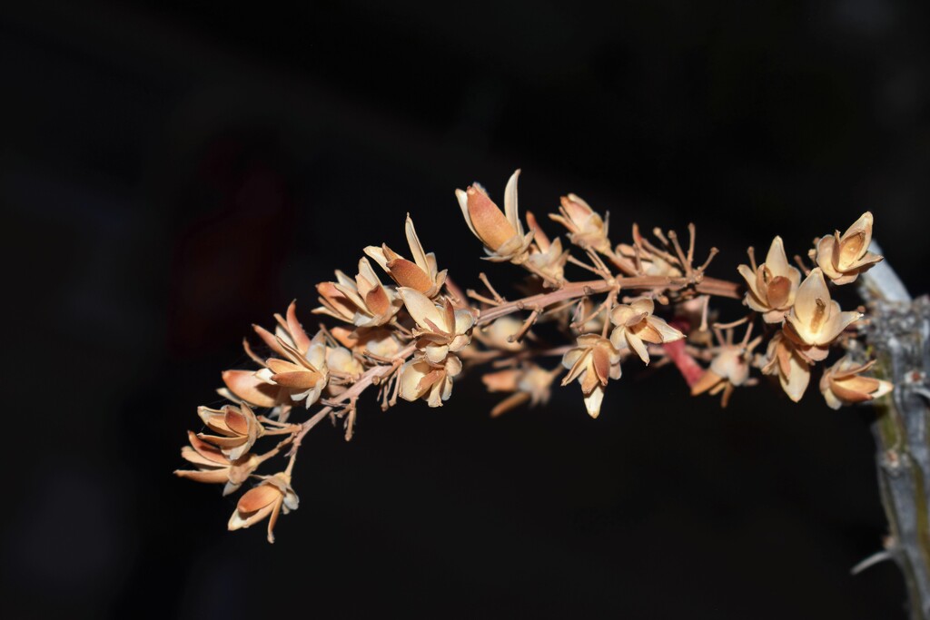 Jul 14 Sun dried Ocotillo flowers by sandlily