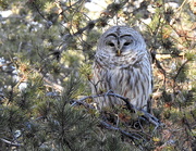 28th Feb 2019 - Barred Owl