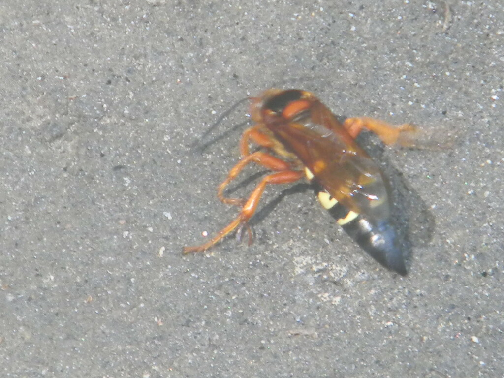 Insect on Cicada Killer Wasp by sfeldphotos