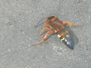 15th Jul 2023 - Insect on Cicada Killer Wasp