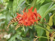 15th Jul 2023 - Crocosmia - Lucifer