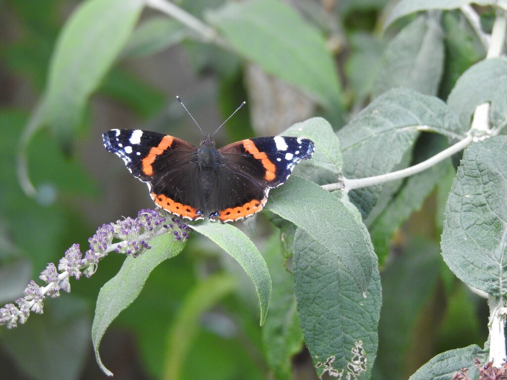 Red Admiral by susiemc