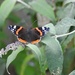 Red Admiral by susiemc