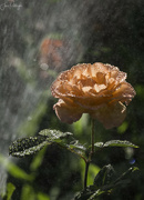 15th Jul 2023 - Rose In the Sprinkler