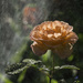 Rose In the Sprinkler by jgpittenger