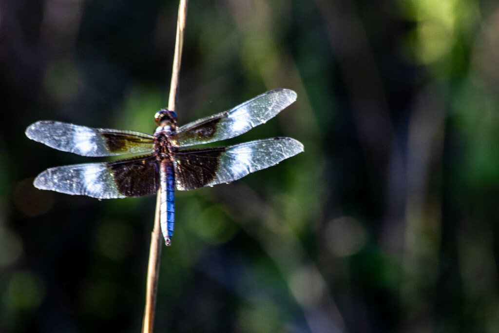 Dragonfly by randystreat
