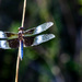 Dragonfly by randystreat
