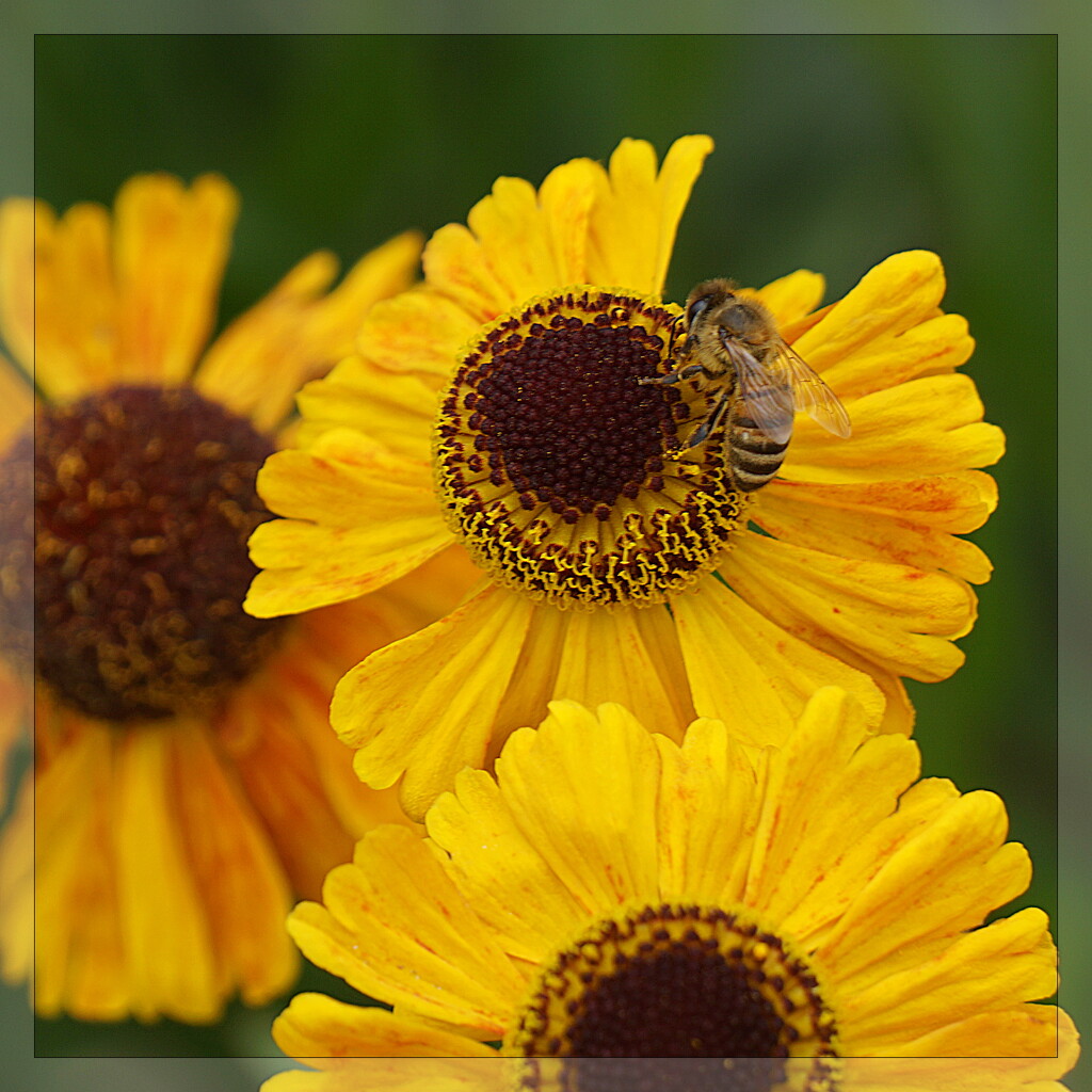 helenium and a busy bee by quietpurplehaze
