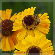15th Jul 2023 - helenium and a busy bee