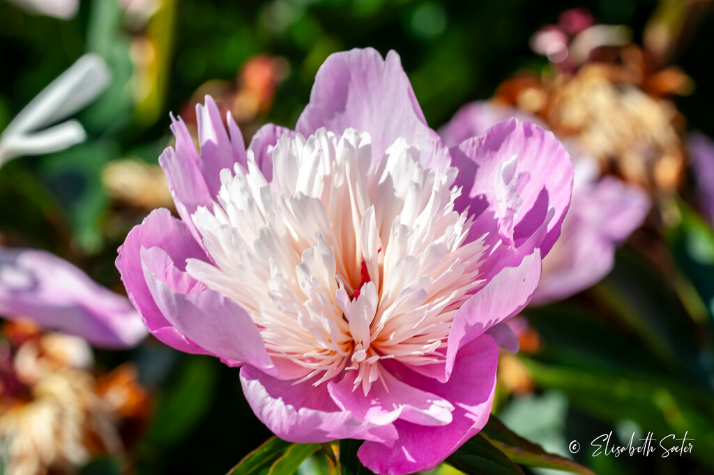 Peony by elisasaeter