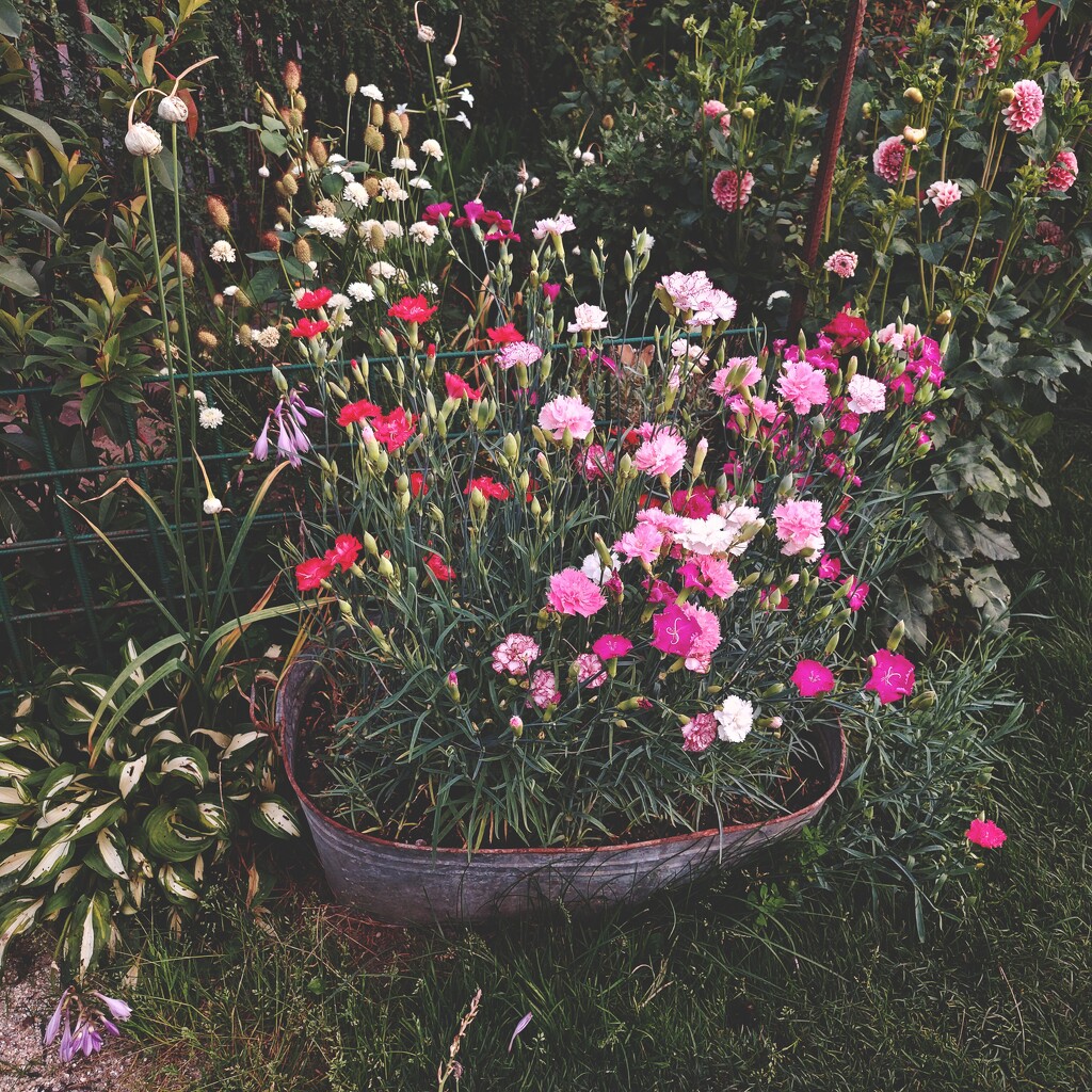 Tinned carnations by monikozi