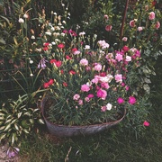 15th Jul 2023 - Tinned carnations