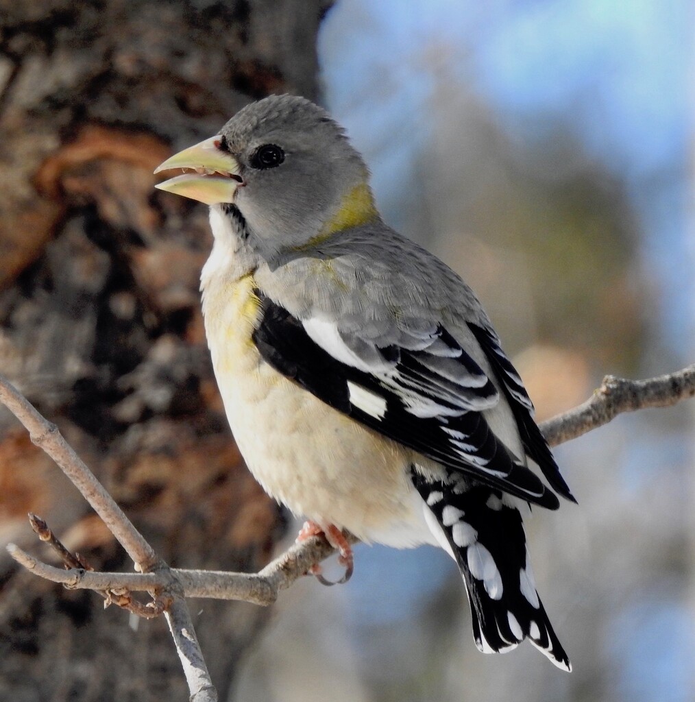 Ms Evening Grosbeak by sunnygreenwood