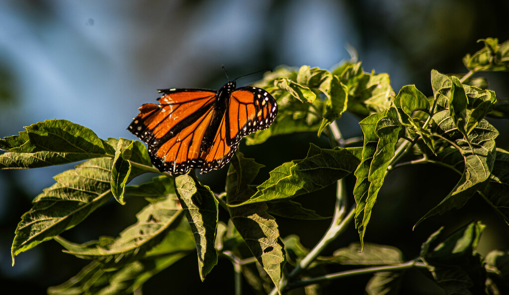 Monarch with tattered wing by darchibald