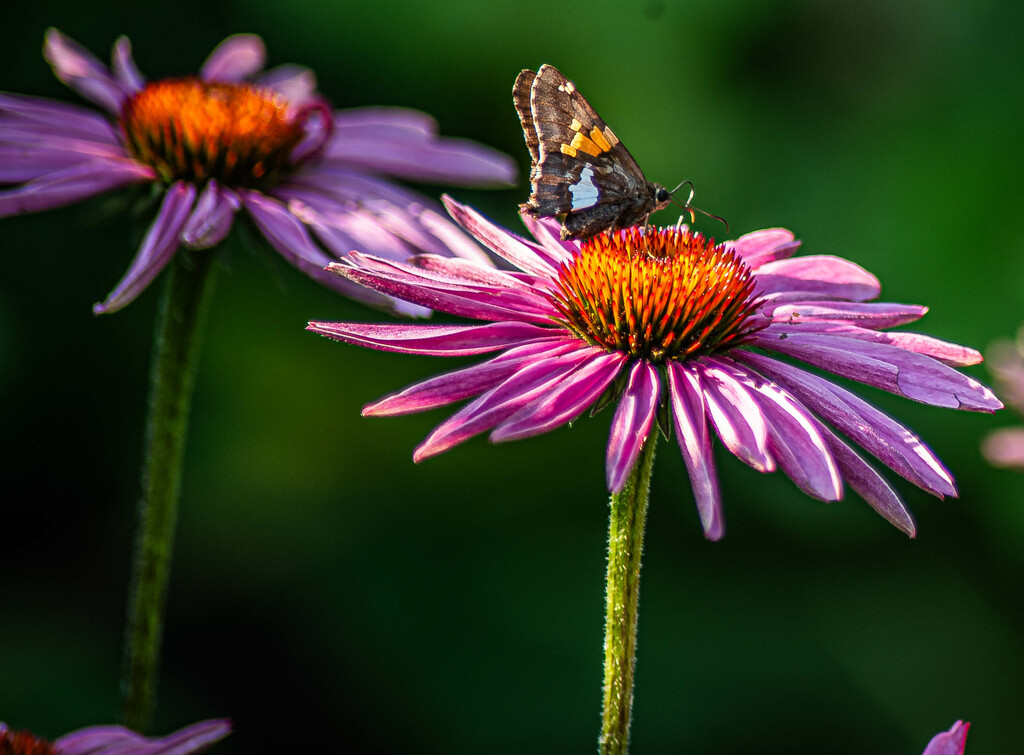 Butterfly and cone flower by darchibald