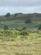 15th Jul 2023 - The view across Tadnoll Heath in Dorset