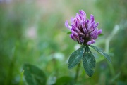 15th Jul 2023 - Red clover