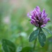 Red clover by okvalle