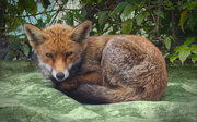 15th Jul 2023 - Sad day for a fox mum