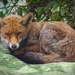 Sad day for a fox mum by davidrobinson