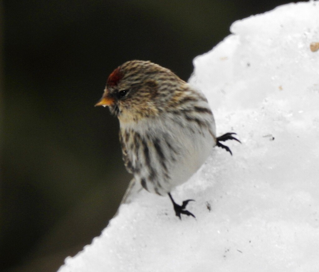 Common Redpoll by sunnygreenwood