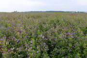 16th Jul 2023 - Manure crop. 