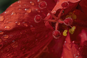 1st Jul 2023 - Hibiscus Blossom