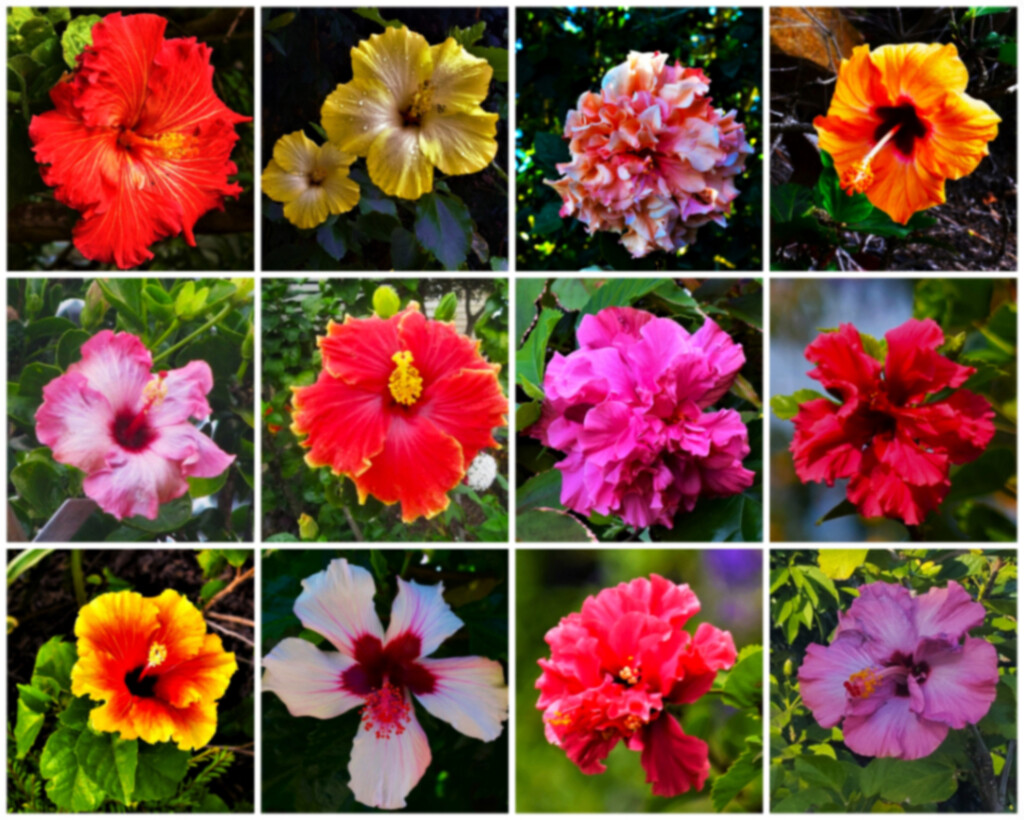Collage Of Hibiscus Flowers ~ by happysnaps